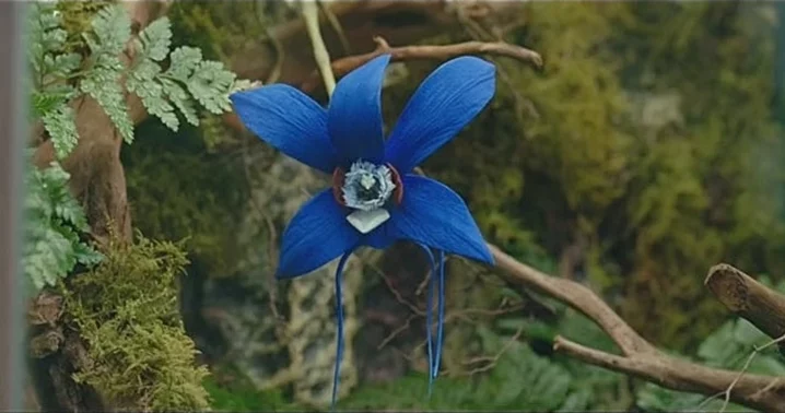Die blaue Orchidee
